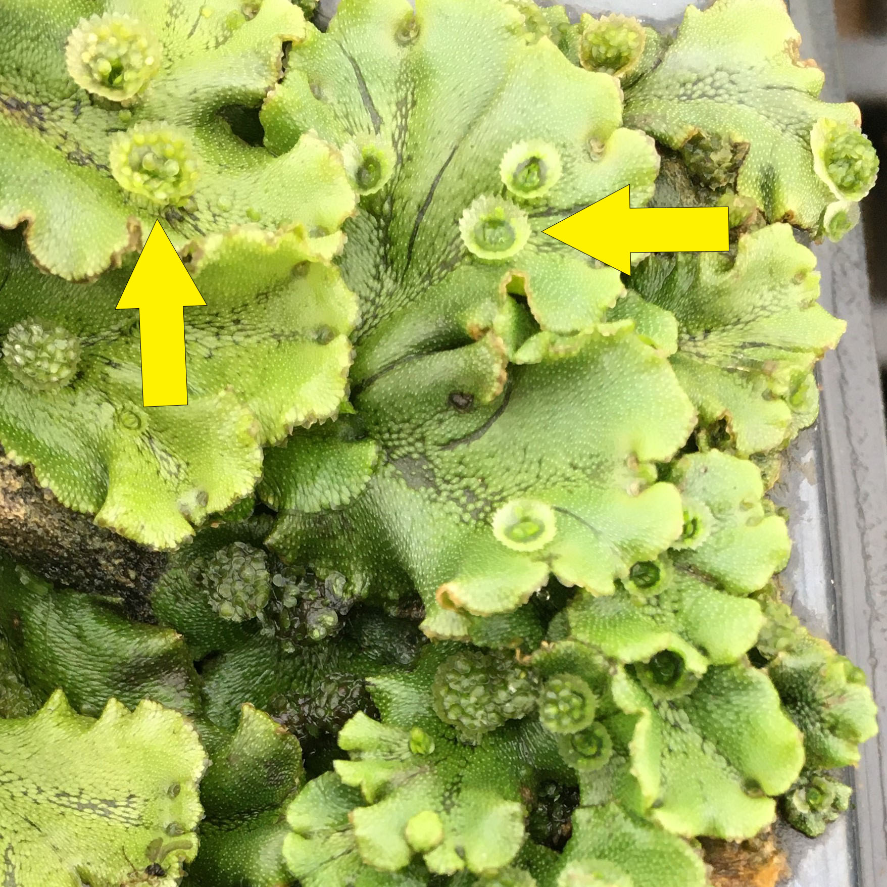 How To Identify And Manage Liverwort Morning Ag Clips